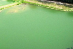 wastewater lagoon color pea soup