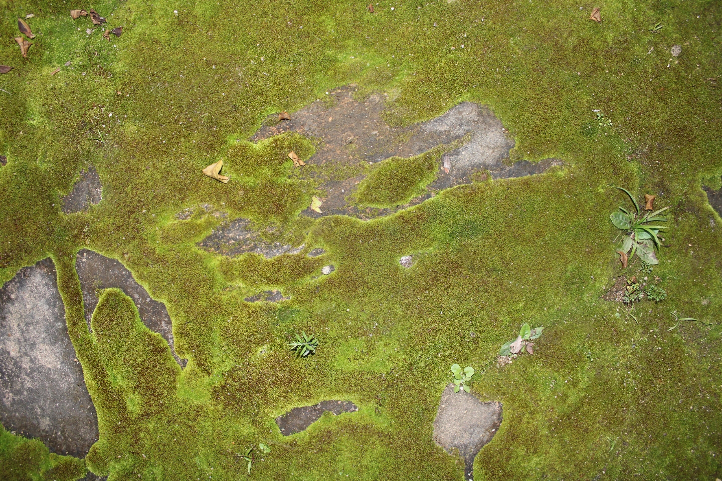 Green Stuff The Biology Of Algae And Duckweed Q&a