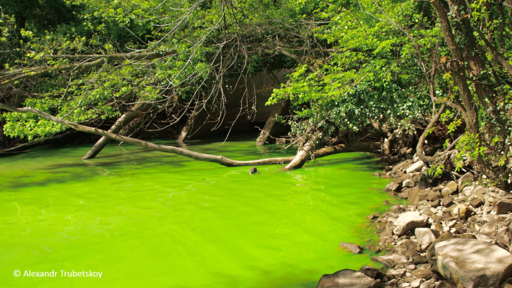Potomac Green Water
