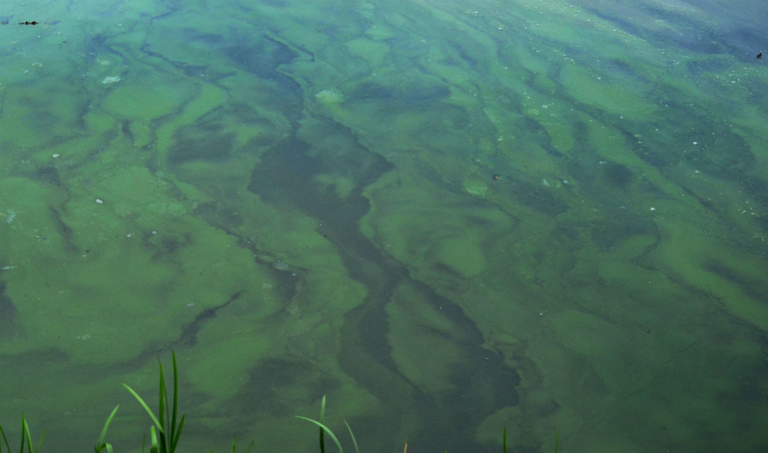 Wastewater Lagoon Blue-Green Algae: The Harm Of HABs