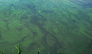 Blue Green Algae Pond