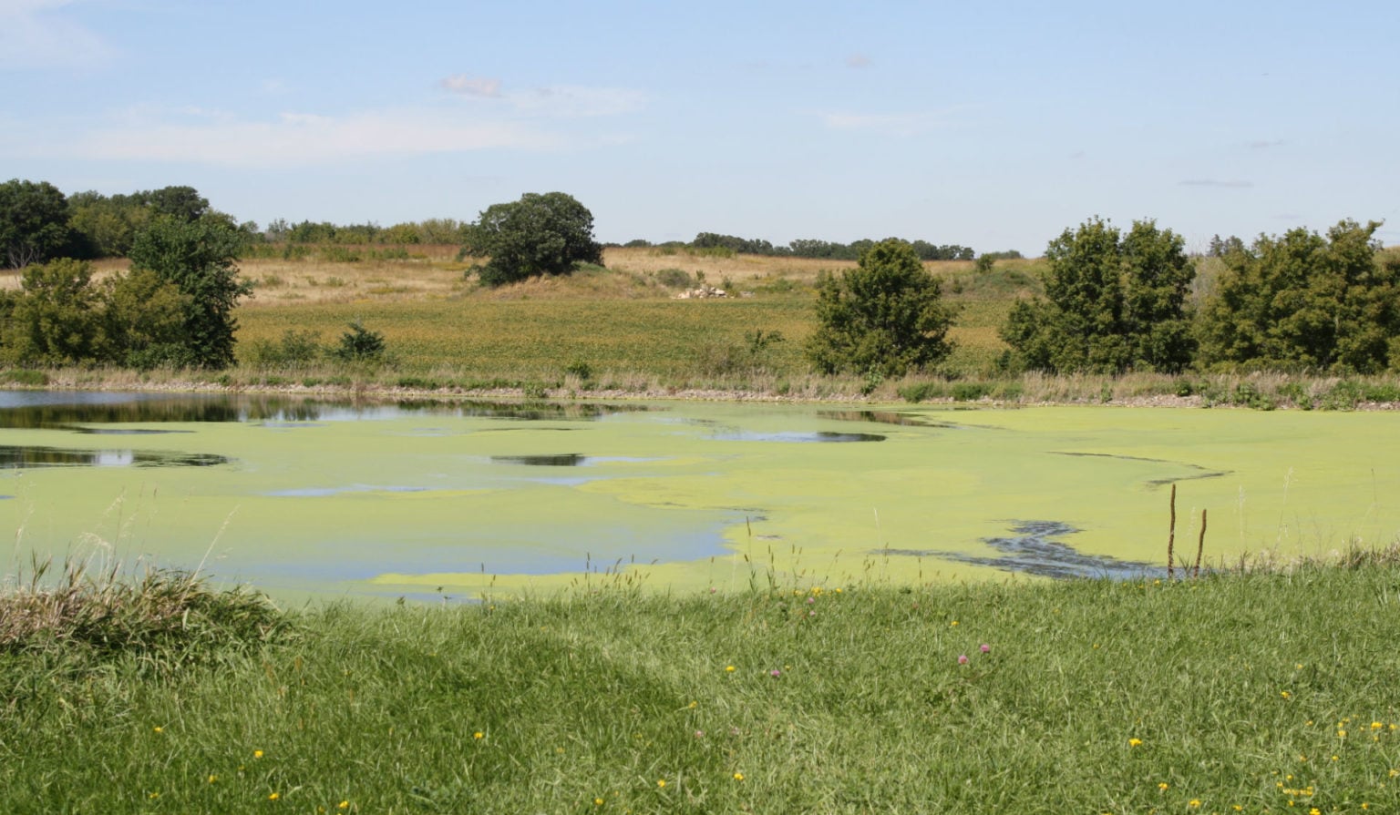 Natural Freshwater Algae Prevention Methods photo