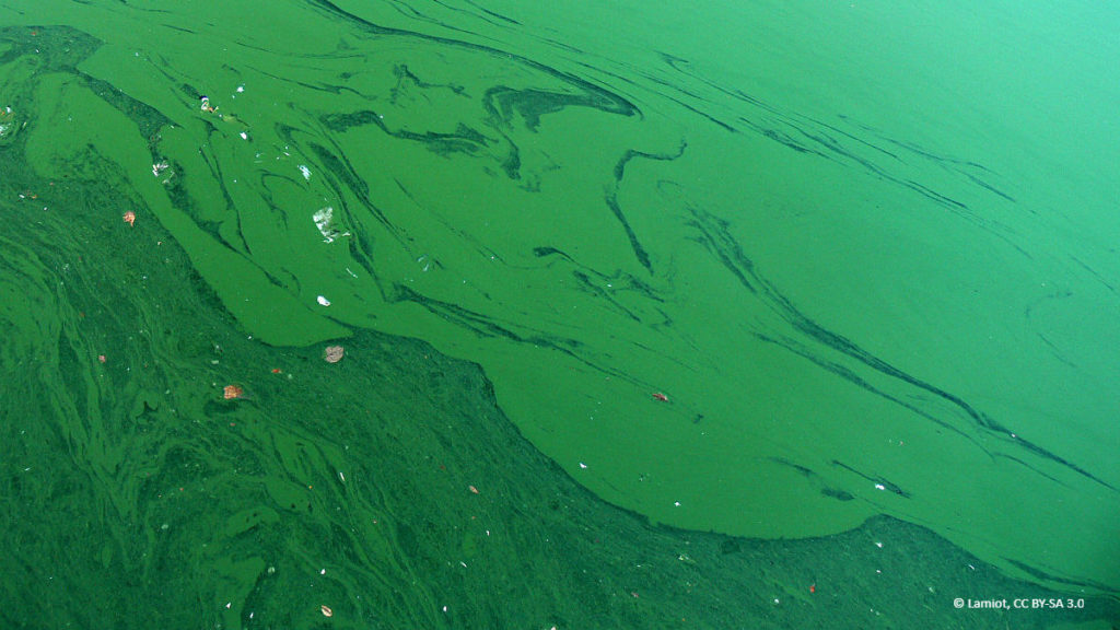 wastewater lagoon color