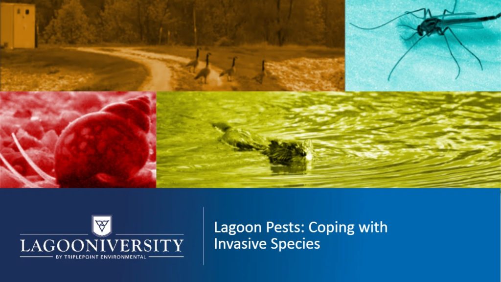 lagoon pests