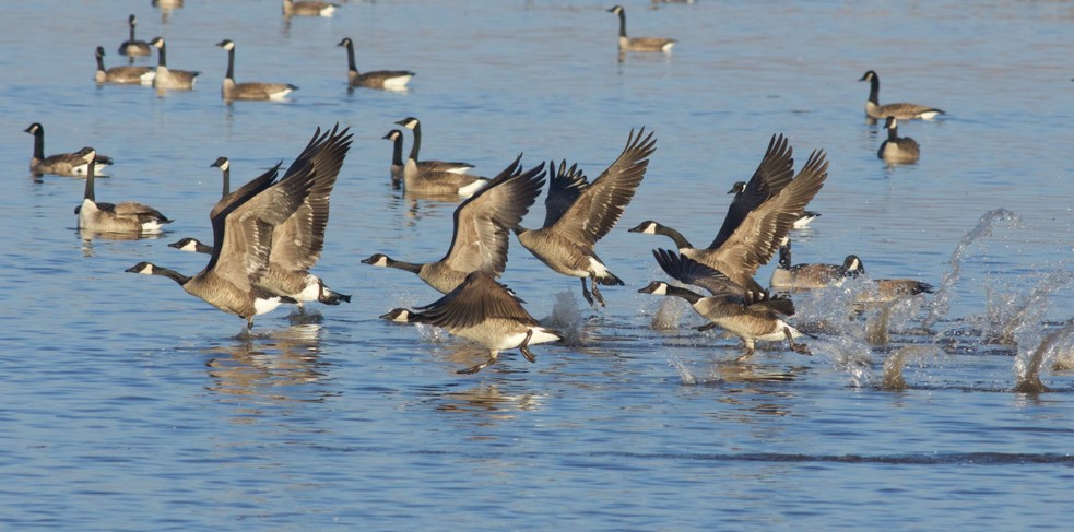 lagoon geese