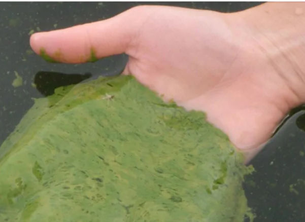 Algae Hand