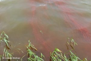 wastewater lagoon color