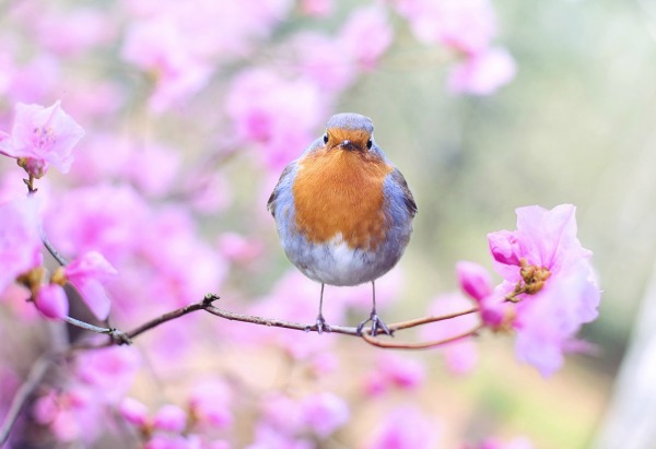 Spring Bird